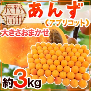 長野県 ”生あんず” 約3kg 大きさおまかせ アプリコット【予約 6月中下旬以降】 送料無料