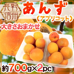 長野県 ”生あんず” 約700g×2pc（合計約1.4kg） アプリコット【予約 6月中下旬以降】 送料無料