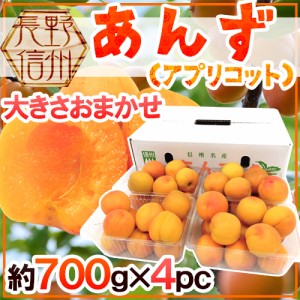 長野県 ”生あんず” 約700g×4pc（合計約2.8kg） アプリコット【予約 6月中下旬以降】 送料無料