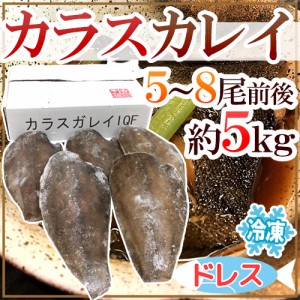 ”カラスカレイ” ドレス 5〜8尾前後 約5kg 鰈/カラスガレイ 送料無料