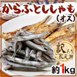 ”カラフトししゃも（オス）” 約1kg 訳あり カラフトシシャモ/樺太ししゃも 送料無料