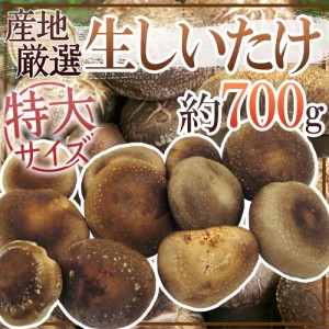 産地厳選 ”特大 ジャンボ生しいたけ” 約700g 椎茸【予約 入荷次第発送】