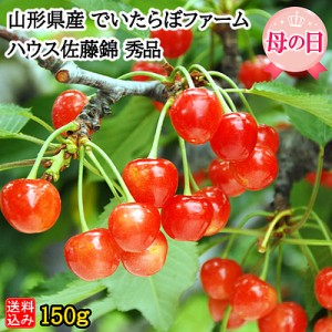 【送料込み】【WF】山形県産 でいたらぼファーム ハウス佐藤錦 秀品 150g(Lサイズ・24粒・仕切り付き化粧箱・母の日カード入り) | 着日