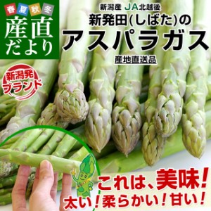 新潟県より産地直送 JA北越後 新発田の極太グリーンアスパラ 2L 約1キロ 送料無料