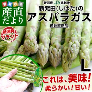 新潟県より産地直送 JA北越後 新発田の極太グリーンアスパラ L 約1キロ 送料無料