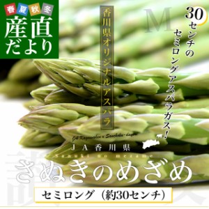 香川県より産地直送 JA香川県アスパラ さぬきのめざめ セミロング（約30センチ）Mサイズ　1キロ入り 送料無料 丸亀市他 30センチアスパラ