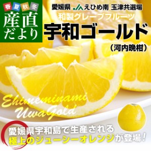 愛媛県より産地直送 JAえひめ南 玉津共選場 宇和ゴールド 優品 3LからMサイズ 7.5キロ (15玉から24玉) 送料無料 柑橘 オレンジ 河内晩柑