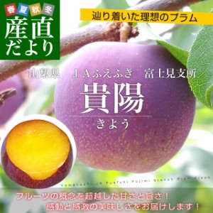 山梨県より産地直送 JAふえふき 富士見の貴陽 約1.5キロ (7玉から9玉) 送料無料 プラム ぷらむ