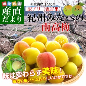 和歌山県産 JA紀州 みなべの南高梅 Lサイズ 訳アリ（雹害果） 約5キロ（260玉前後） 梅 梅干 梅干し 梅酒 梅サワー 梅ジャム うめ ウメ