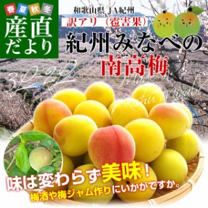 和歌山県産 JA紀州 みなべの南高梅 3Lサイズから2Lサイズ 訳アリ（雹害果） 約5キロ（150玉から200玉前後） 梅 梅干 梅干し 梅酒 梅サワ