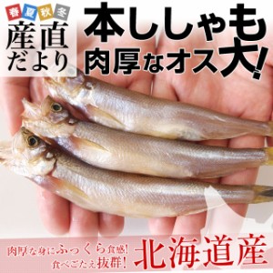 北海道産 本ししゃも 肉厚なオス 30尾入り化粧箱 送料無料 北柳葉魚 本シシャモ　シーフード