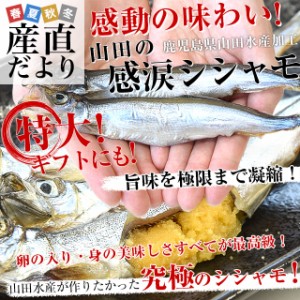 鹿児島県山田水産より直送　鹿児島県加工 特大 山田の感涙シシャモ（アイスランド産） 24尾入 化粧箱 送料無料 ししゃも シーフード ※ク