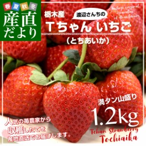 栃木県より産地直送 渡辺さんちのTちゃんいちご(とちあいか)大盛り1.2キロ(Lから特大:不揃い) 苺 いちご イチゴ ストロベリー 送料無料