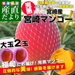 宮崎県より産地直送 JAみやざき 宮崎中央地区本部 宮崎完熟マンゴー 大玉2L×2玉 合計700g以上 (350gから449g×2玉)  送料無料 まんごー 