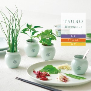 父の日 プレゼント 早割 栽培キット 「 TSUBO しそ とうがらし ねぎ 」 青磁風 陶器 壺 ギフト プレゼント 栽培セット 日本製 薬味 野菜 