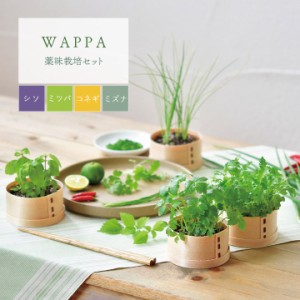 栽培キット 「 WAPPA シソ ミツバ コネギ ミズナ 」 わっぱ 曲げわっぱ 木製 ワッパ ギフト プレゼント 栽培セット 日本製 薬味 野菜 や