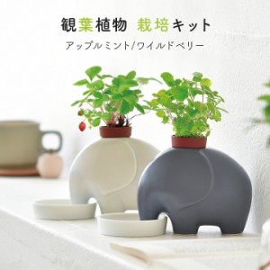 父の日 プレゼント ギフト 栽培セット 陶器 エレプラント 聖新陶芸 栽培キット 室内 ハーブ アップルミント ワイルドストロベリー おしゃ