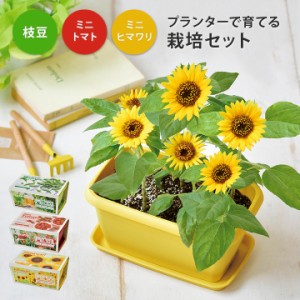 父の日 プレゼント ギフト プレゼント 栽培キット 栽培セット 枝豆 日本製 野菜 やさい 花 土セット 父の日 母の日 家庭菜園 ガーデニン