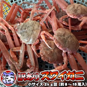 訳あり 活 ズワイガニ 小サイズ 2kg詰め 送料無料 ※沖縄別途送料加算 身入り7割前後 オオズワイガニ