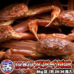 訳あり 活ズワイガニ 8kg 身入り7割前後 送料無料 ※沖縄送料別途加算 オオズワイガニ