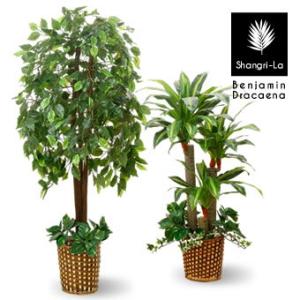 観葉 植物 アウトレットの通販 Au Wowma