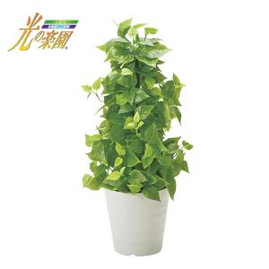 観葉植物 アウトレットの通販 Au Pay マーケット