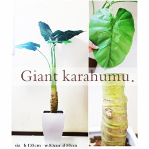 ●【sku-01】ジャイアント カラジューム 大型観葉植物 送料無料 92926