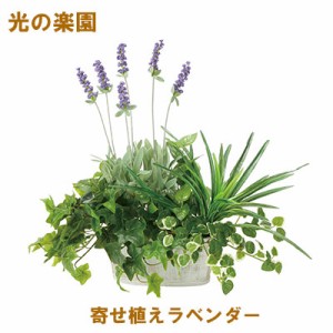  ●光の楽園 (2349A100-62) 寄せ植えラベンダー 送料無料 95110