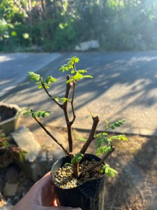 [ センナ メリディオナリス 枝差し 発根ずみ Sサイズ @5000] 塊根植物 多肉植物 盆栽 観葉植物