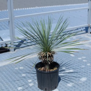 [ ユッカ ロストラータ Sサイズ @18000] 塊根植物 多肉植物 盆栽 観葉植物