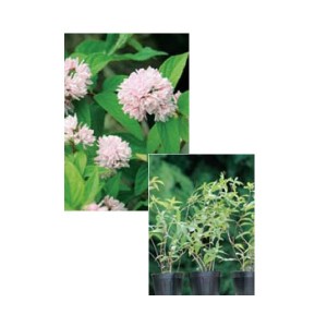 オンリーワン　植栽・美しい花　サラサウツギ・ピンクポンポン　3鉢セット　WP6-TUSU 