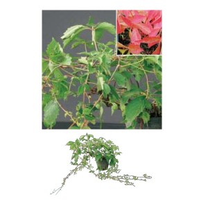 オンリーワン　長尺ツル性植物　ナツヅタ・バージニアクリーパー　KJ6-TNDB 
