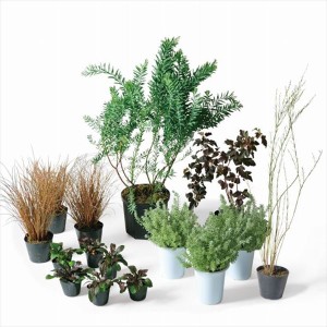 珍しい 観葉植物の通販 Au Pay マーケット