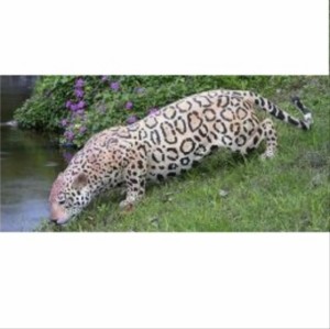 FRP　水辺のジャガー / Jaguar　 fr080110  『動物園オブジェ　アニマルオブジェ　店舗・イベ