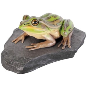 FRP　岩の上でくつろぐキンスジアメガエル / Green and Golden Bell Frog　  fr