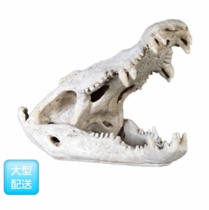 FRP　ワニの頭骨 / Crocodile Skull　  fr1000506  『恐竜オブジェ　博物館オブジ