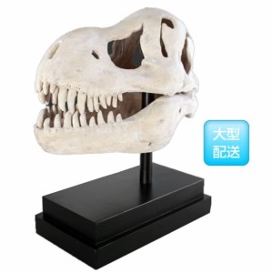 FRP　T-Rexの頭骨 / T-Rex Skull on Base　  fr100502  『恐竜オブジェ　