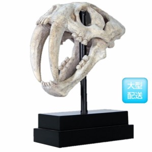 FRP　サーベルタイガーの頭骨 / SaBer Toothed Tiger Skull on Base　  f