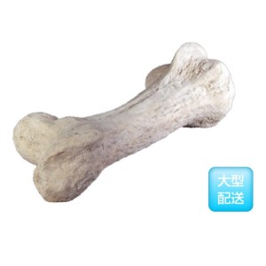 FRP　恐竜の骨 / Dinosaur Bone　  fr080129  『恐竜オブジェ　博物館オブジェ　店舗