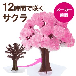 マジック桜 Magic桜 12時間で咲く感動のサクラ マジック クリスマスツリーシリーズ おうち花見 室内屋内花見 母の日 お花見グッズ 入学祝