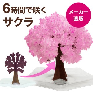 マジック桜ミニ　Magic桜ミニ　6時間で咲くサクラ マジックさくら マジッククリスマスツリーシリーズ お花見グッズ お土産や結婚式 おも