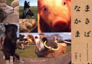 【新品】【本】まきばなかま　Farm　Animal’s　Life　伊藤秀一/写真・文