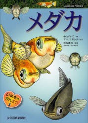 【新品】【本】メダカ　中山れいこ/著　アトリエモレリ/制作　岩松鷹司/監修