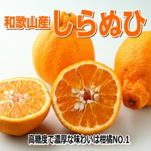 【送料無料】高糖度なデコポン（不知火)【訳あり・家庭用】4.5kg 和歌山産 ジューシーで濃厚！