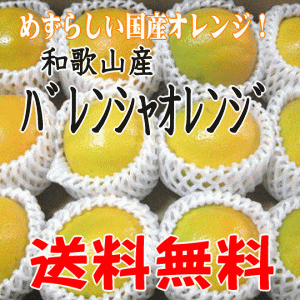 バレンシアオレンジ 2L/3Lサイズ（11〜12個）和歌山産 【送料無料】化粧箱入り めずらしい国産オレンジ