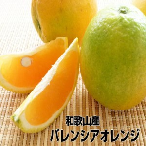 訳あり バレンシアオレンジ 5kg 【送料無料】和歌山産 めずらしい国産オレンジ