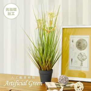 観葉 植物 大型の通販 Au Pay マーケット