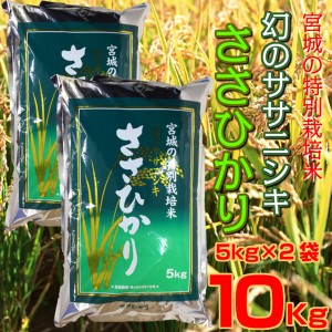 お米 白米 精米 ささひかり 5kg×2袋 10kg 令和5年 宮城県産 幻のササニシキ