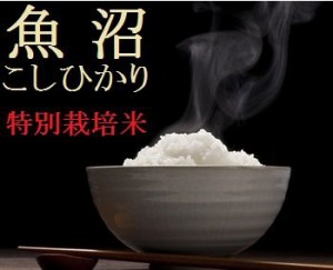魚沼産コシヒカリ 「特別栽培米」白米10ｋ　【新米】