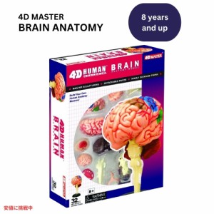 人間の脳 解剖模型 Human Brain Anatomy Model